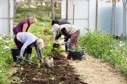four-people-women-working-in-a-poly-tunnel-cleari-2025-04-04-05-15-41-utc